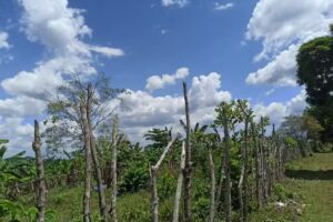Finca de Antonio Rodr&iacute;guez Hern&aacute;ndez