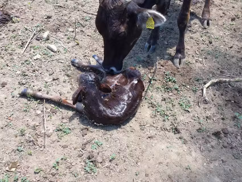 Hacienda Alejandrina