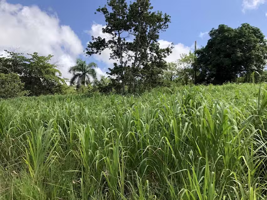 Hacienda La Colorada