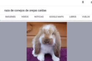 José Miguel al dama