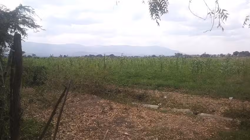 Parcela de punta ca&ntilde;a