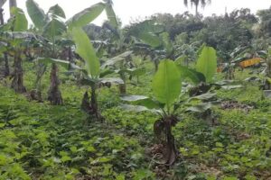 Villa Las Do&ntilde;as